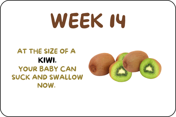 Baby Week 14 development