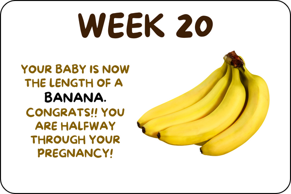 Baby Week 20 development