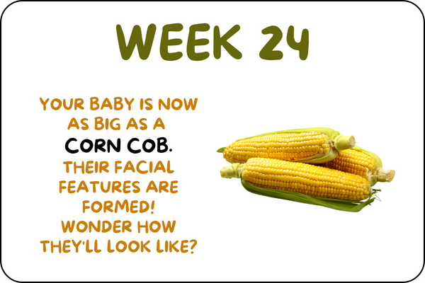 Baby Week 24 development