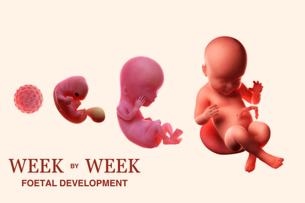 week by week baby development