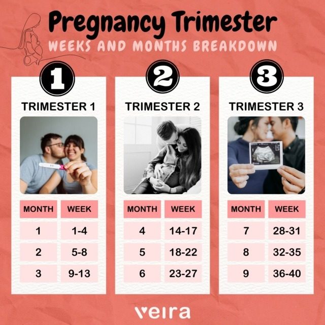 Pregnancy Trimester Weeks Months